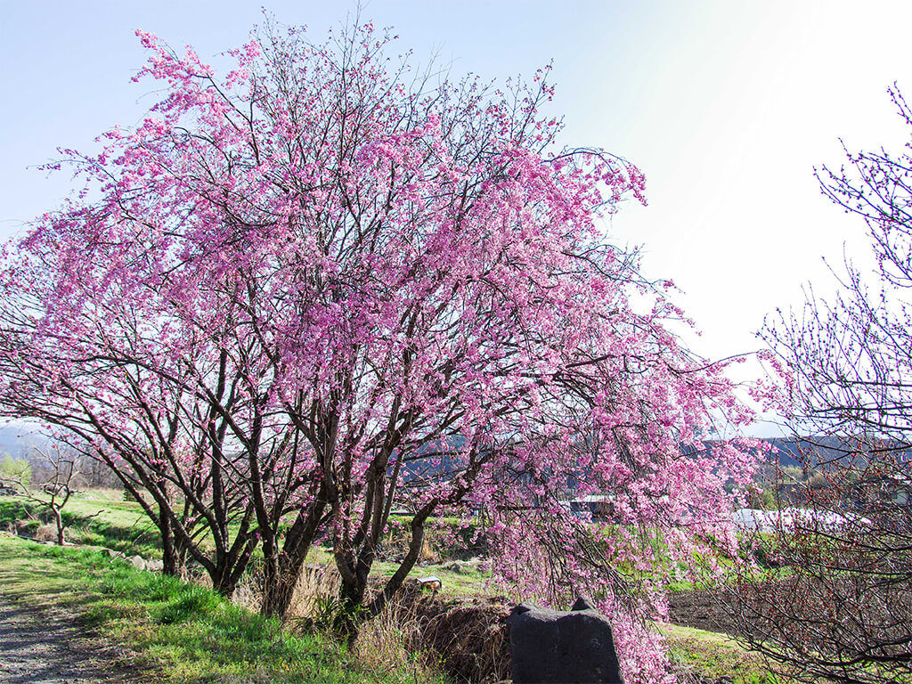 桜満開はアユ釣りシーズンの第一歩